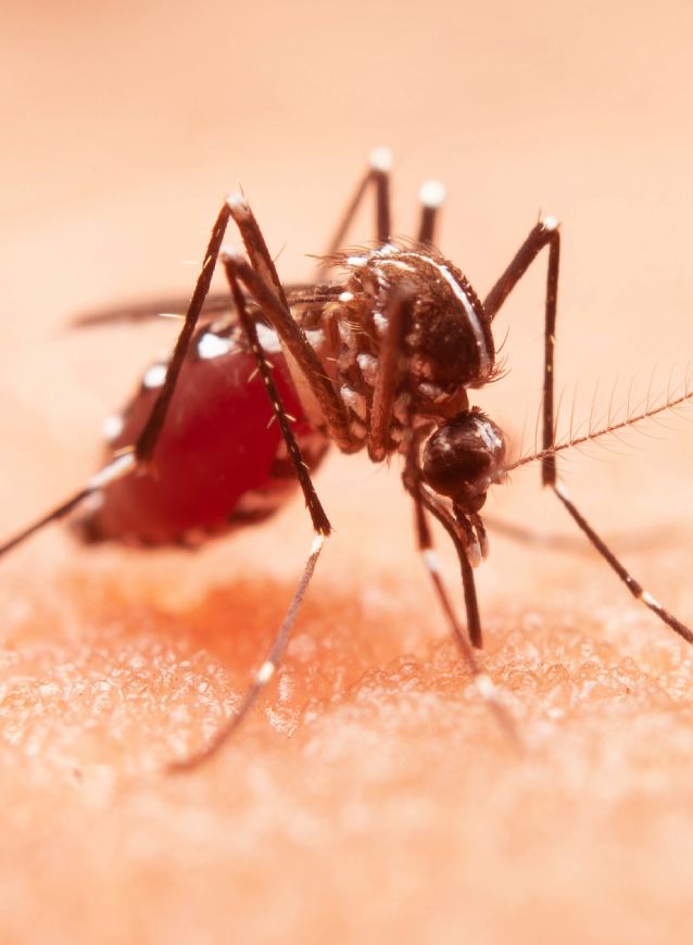 Imunização confiável contra a Dengue